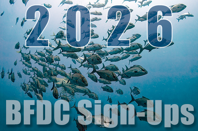 BFDC SIGNUPS