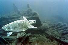 Loggerhead turtle